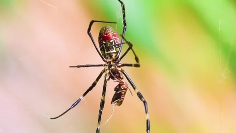 A wasp spider on a web Stock Footage 335277741