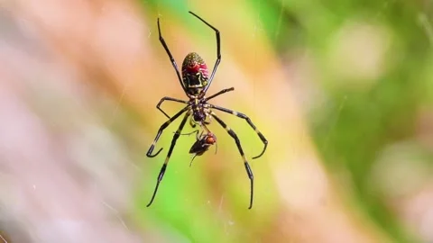 A wasp spider on a web Stock Footage 335277747