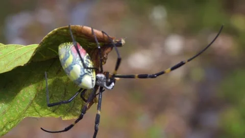 A wasp spider on a web Stock Footage 335277781