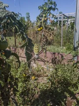 Wasp Spider on Web in Garden Stock Photos