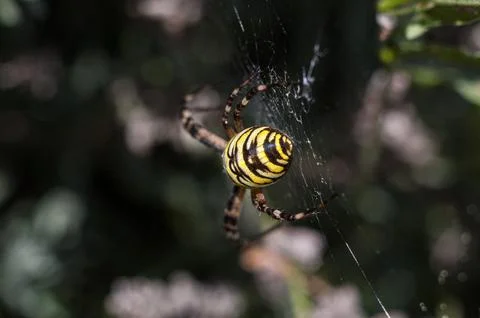 Wasp Spider on Web in Garden Stock Photos
