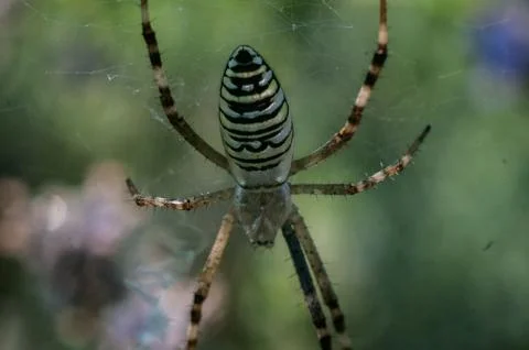 Wasp Spider on Web Macro Close-up Stock Photos