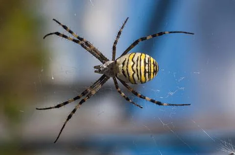 Wasp Spider on Web Macro Shot Stock Photos