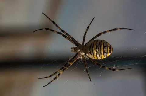 Wasp Spider on Web Macro Shot Stock Photos