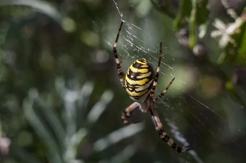Wasp Spider on Web in Nature Stock Photos