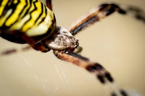 Wasp spider in web, orb-weaver spider in close-up macro, Argiope bruennichi. Stock Photos