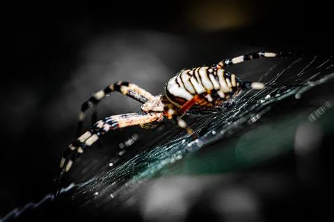 Wasp spider in web, orb-weaver spider in close-up macro, Argiope bruennichi. Stock Photos