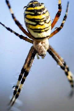 Wasp spider in web, orb-weaver spider in close-up macro, Argiope bruennichi. Stock Photos