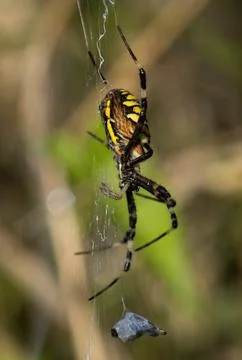 Wasp spider in web, orb-weaver spider in close-up macro, Argiope bruennichi. Stock Photos