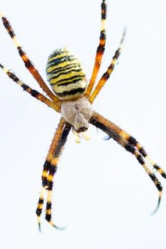 Wasp spider in web, orb-weaver spider in close-up macro, Argiope bruennichi. Stock Photos