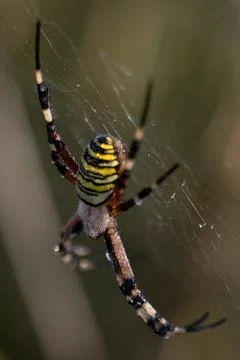 Wasp spider in web, orb-weaver spider in close-up macro, Argiope bruennichi. Stock Photos