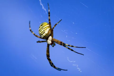 Wasp spider in web, orb-weaver spider in close-up macro, Argiope bruennichi. Stock Photos