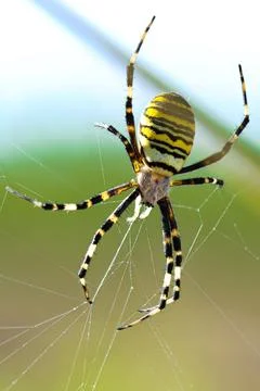Wasp spider in web, orb-weaver spider in close-up macro, Argiope bruennichi.. Foto stock