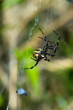 Wasp spider in web, orb-weaver spider in close-up macro, Argiope bruennichi. Stock Photos