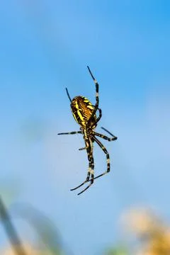 Wasp spider in web, orb-weaver spider in close-up macro, Argiope bruennichi.. Stock Photos