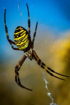 Wasp spider in web, orb-weaver spider in close-up macro, Argiope bruennichi. Stock Photos