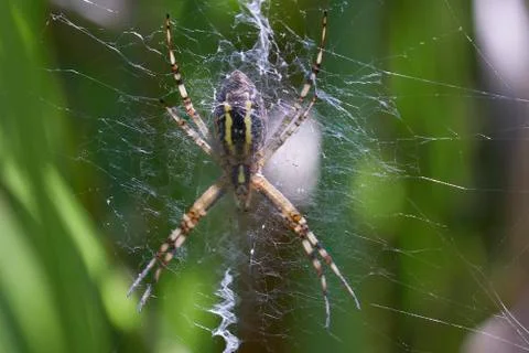 Wasp spider in the web Stock Photos