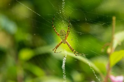 Wasp Spider on the web Stock Photos