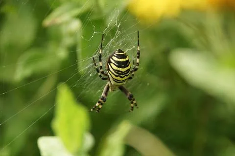 Wasp Spider on a Web Stock Photos