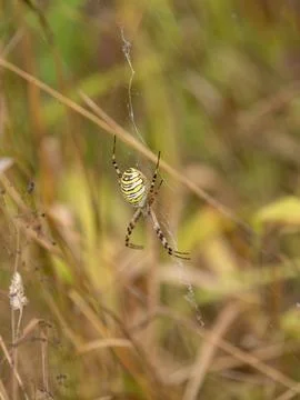 Wasp Spider on a Web Stock Photos