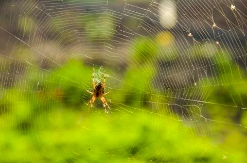 Wasp spider on the web, top view Stock Photos