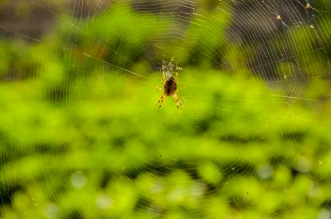 Wasp spider on the web, top view Foto stock
