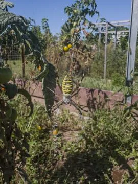 Wasp Spider on Web in a Vegetable Garden Stock Photos