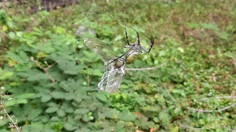 Wasp Spider's Trap Video stock 237157507