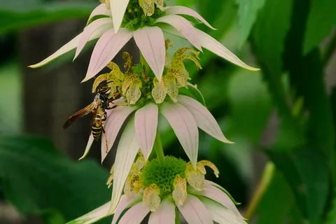 Wasp on Spotted Beebalm Foto stock
