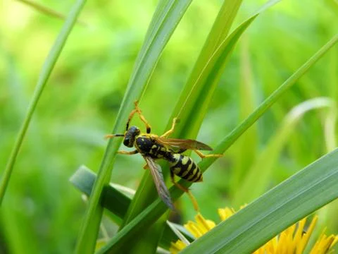 Wasp on spring flowers close-up Stock Photos