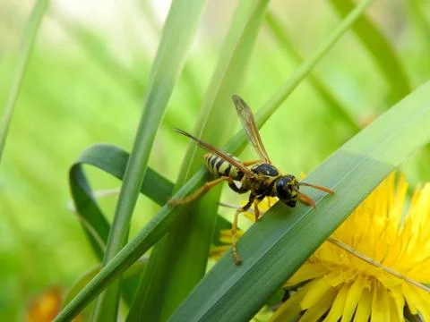 Wasp on spring flowers close-up Stock Photos