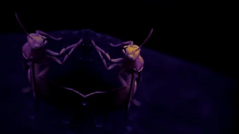 Wasp Stares Macro (Poised) Video stock 86218244