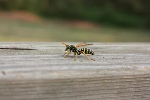 Wasp starts drinking a drop of water Stock Photos