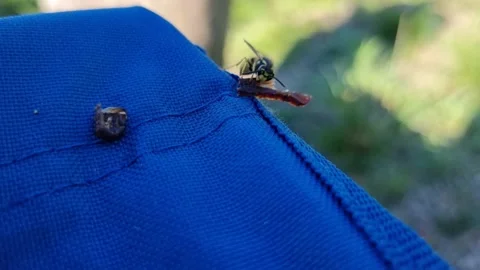 Wasp Stealing Meat Stock Footage 196109418