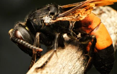 Wasp strips Stock Photos