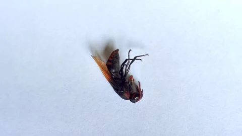 Wasp Struggling After Insect Spray – Pest Control and Poison Effect Close Up 库存影片 331638112