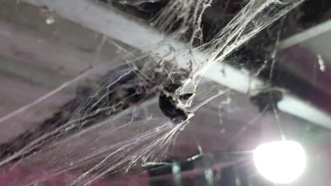 Wasp stuck in cobwebs Stock Footage 260115572