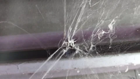 Wasp stuck in cobwebs2 Stock-Footage 260110584