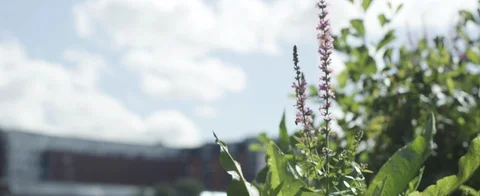 Wasp in Summer 스톡 동영상 90089071