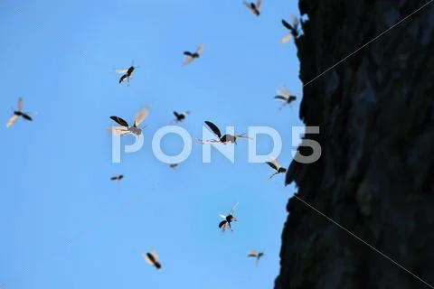 Wasp Swarm Stock Photos