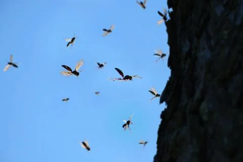 Wasp Swarm Stock Photos