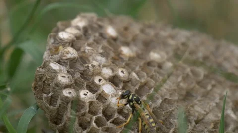 A wasp taking care of the larvaes Stock Footage 116441215