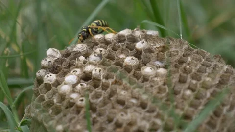 A wasp taking care of the larvaes Stock Footage 116441263