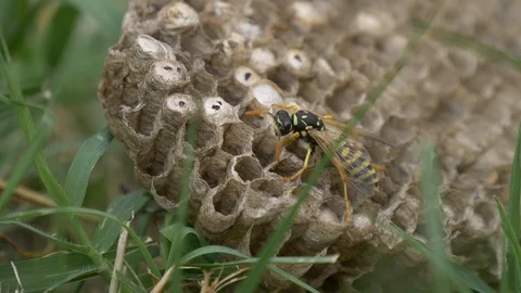 A wasp taking care of the larvaes Stock Footage 116441331