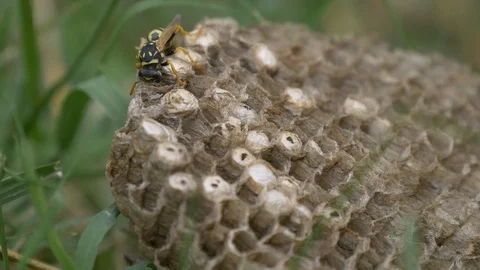 A wasp taking care of the larvaes Stock Footage 116441422