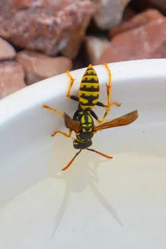 Wasp taking a drink from a dish Stock Photos