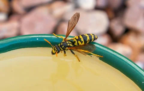 Wasp taking a drink from a dish Stock Photos