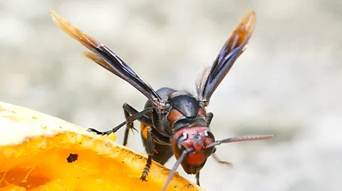 Wasp taking honey. Video stock 54661937