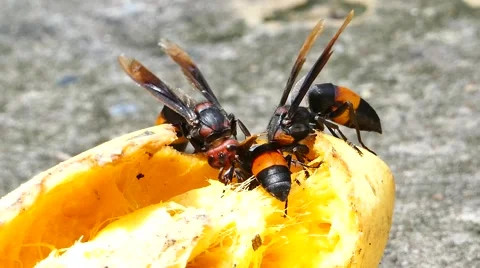 Wasp taking honey. Video stock 64054667