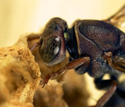 Wasp tending eggs Stock Photos
